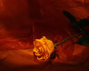 Mein lieber Schatz, ich wünsche Dir  von Herzen alles Liebe und Gute  zu Deinem Geburtstag  und schicke Dir  diese Rose. Hab einen schönen Tag - bis später. Ich liebe Dich
