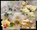 Orchideengrüße