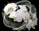 Orchideengruß