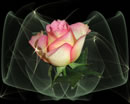 Eine Rose für Dich mit lieben Grüßen